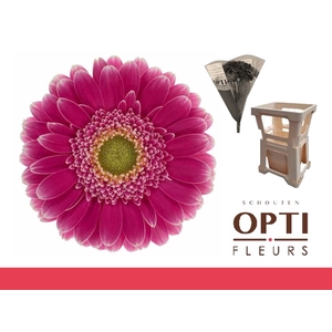 Germini Wonderwall Water