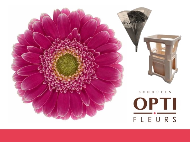 <h4>Germini Wonderwall Water</h4>