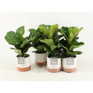 Ficus Lyrata Keramiek Milou