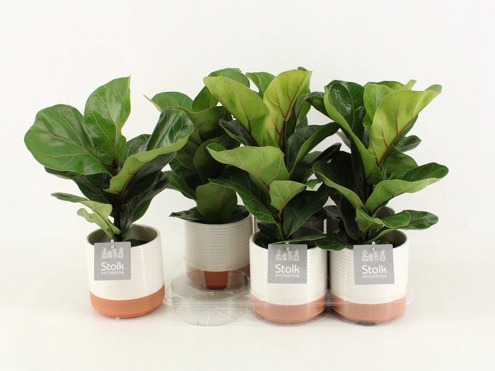 <h4>Ficus Lyrata Keramiek Milou</h4>