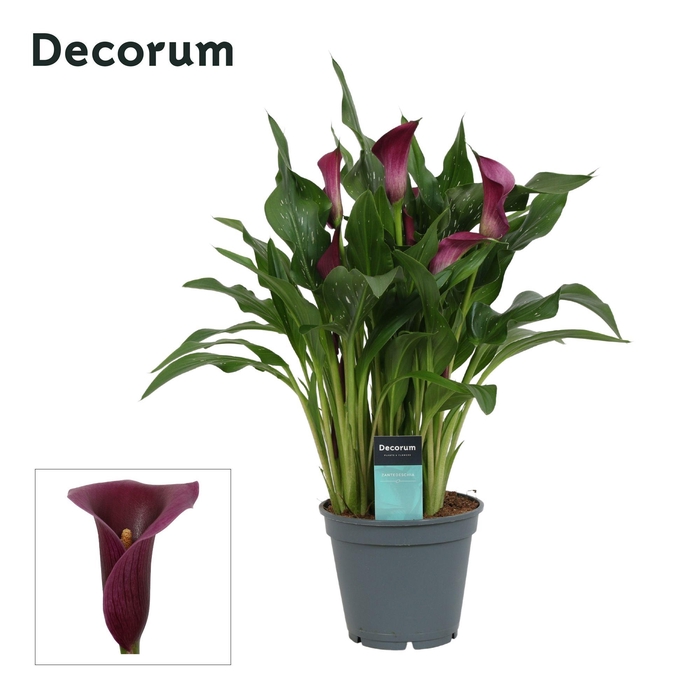 <h4>Zantedeschia (Calla) Paars (Decorum)</h4>