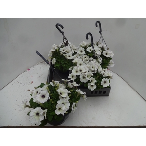 PLANTEN OV