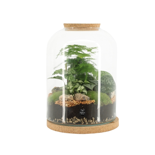 <h4>90552: Terrarium arrangement</h4>