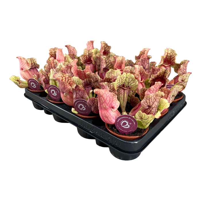 <h4>Sarracenia Clementina</h4>