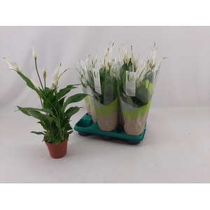 SPATH TORELLI