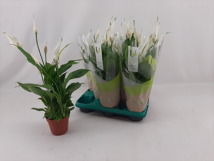 <h4>SPATH TORELLI</h4>
