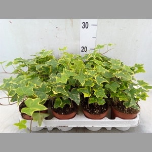 Hedera helix 'Goldchild'