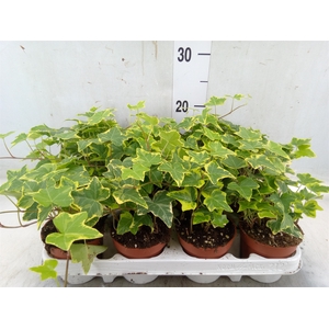 Hedera helix 'Goldchild'