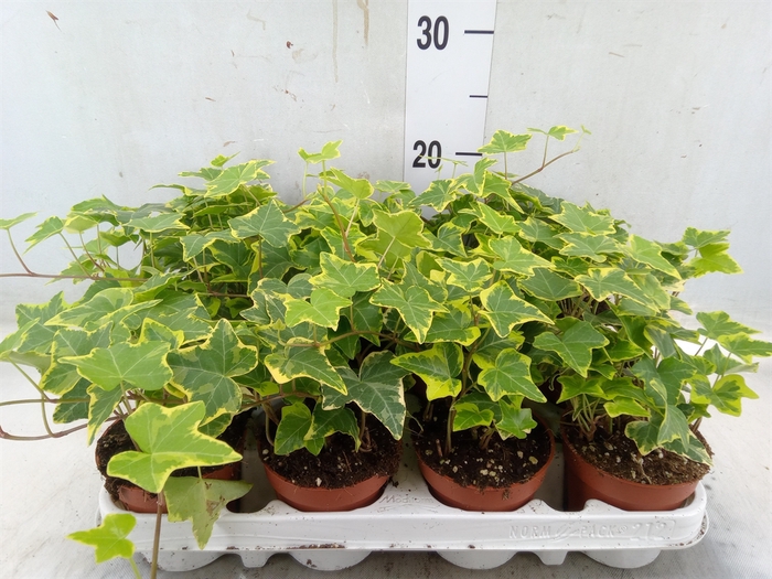 <h4>Hedera helix 'Goldchild'</h4>