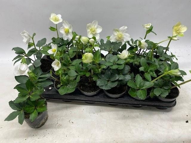 <h4>HELL NI LITTLE STAR</h4>