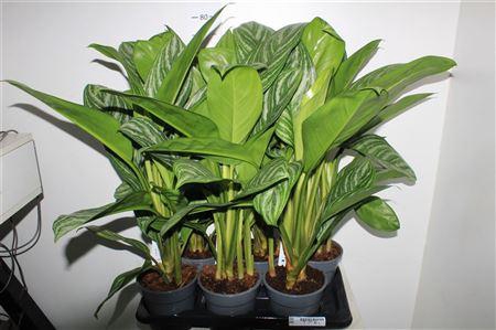 <h4>Aglao Stripes</h4>