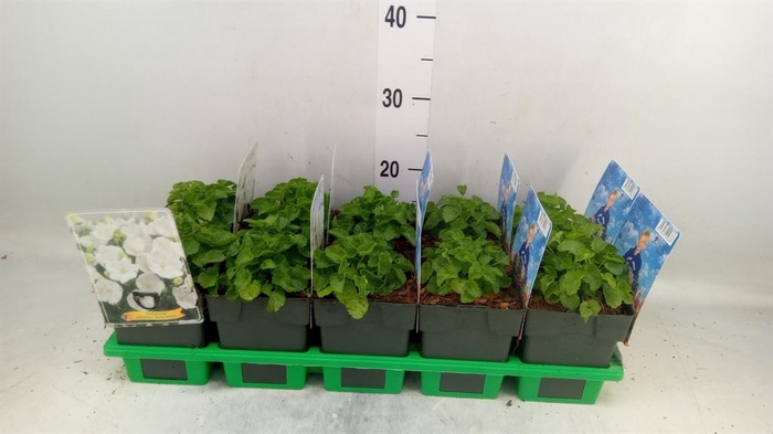 <h4>Campanula carp.</h4>