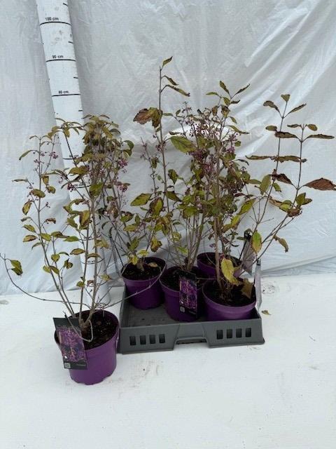 <h4>CALLIC BO PROFUSION</h4>