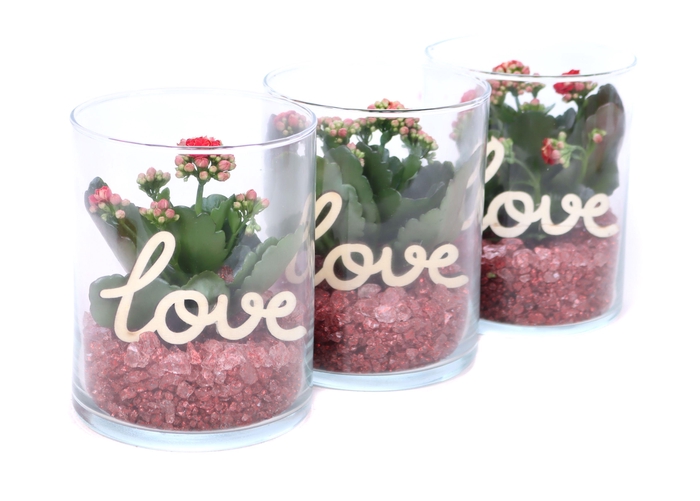 <h4>Opgemaakt cilinder glas met kalanchoe, rode steentjes en bijst.</h4>