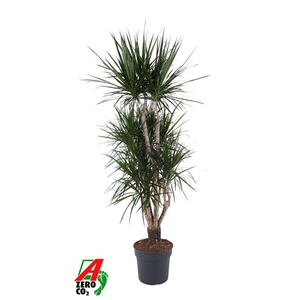 Dracaena Marginata vertakt P34-180