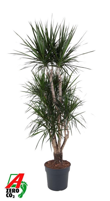 <h4>Dracaena Marginata vertakt P34-180</h4>