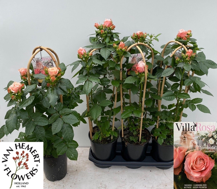 <h4>ROSA FL VR TOMBOLA</h4>