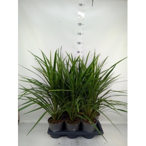 Cordyline indivisa 'Peko'