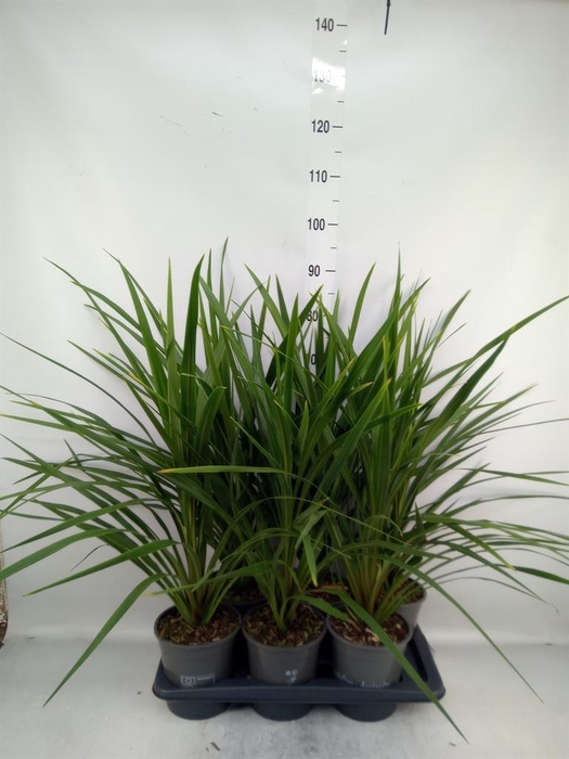 <h4>Cordyline indivisa 'Peko'</h4>