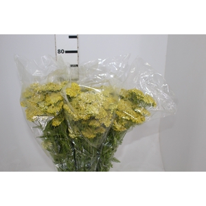 ACHILLEA CHA