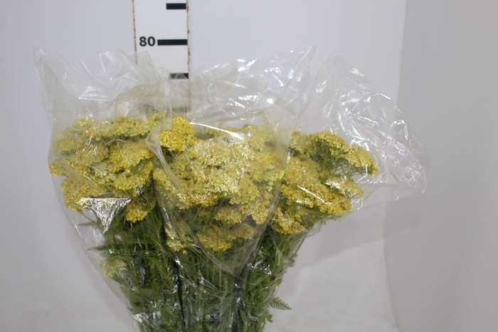 <h4>ACHILLEA CHA</h4>