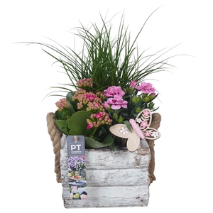 PTPP7048 Arrangement Patio in houten pot