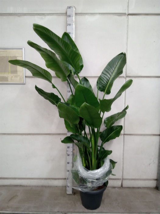 <h4>Strelitzia nicolai</h4>