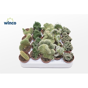 Cactus Cristata Mix (Collection)