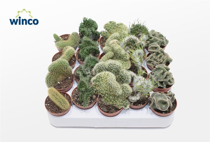 <h4>Cactus Cristata Mix (Collection)</h4>