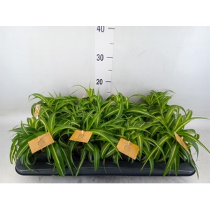 Chlorophytum com. 'Bonnie'