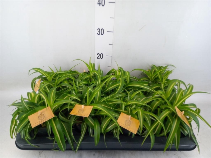 <h4>Chlorophytum com. 'Bonnie'</h4>