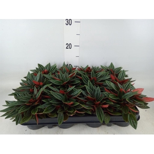 Peperomia caperata 'Rosso'