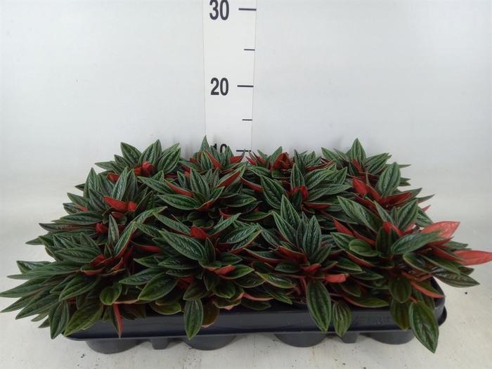 <h4>Peperomia caperata 'Rosso'</h4>