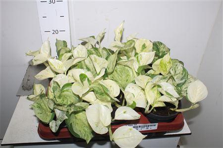 <h4>Epipr Happy Leaf</h4>