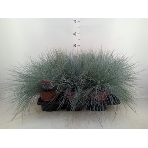 Festuca glauca 'Intens Blue'