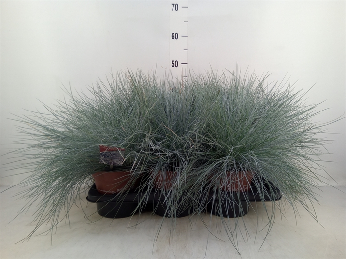 <h4>Festuca glauca 'Intens Blue'</h4>