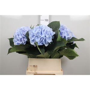 Hydr M Verena Bl