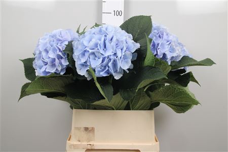 <h4>Hydr M Verena Bl</h4>