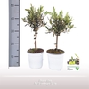Olea op stam