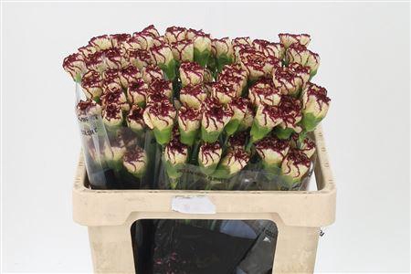 <h4>Di St Std Viana</h4>