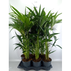 Howea forsteriana