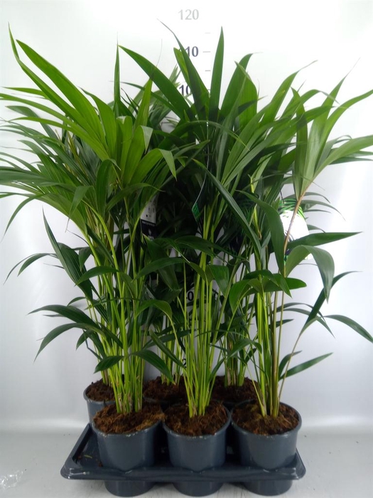 <h4>Howea forsteriana</h4>