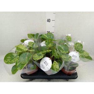 Pilea   ...