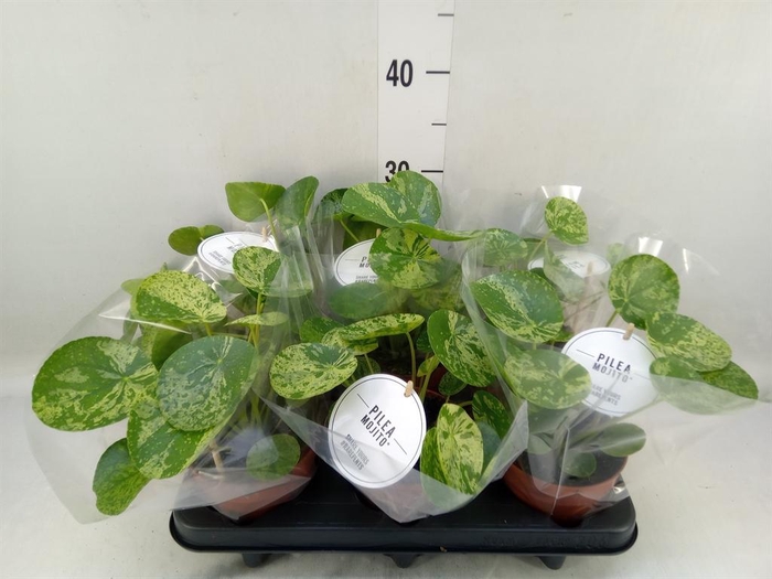 <h4>Pilea   ...</h4>