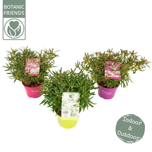 Mollis Azalea Rhododendron Mollis A