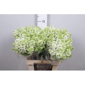 Syr V Mme Fl Stepman 2+