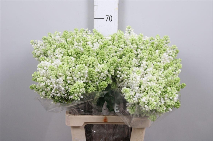 <h4>Syr V Mme Fl Stepman 2+</h4>