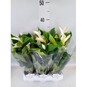 Anthurium  'Banderola Cava'