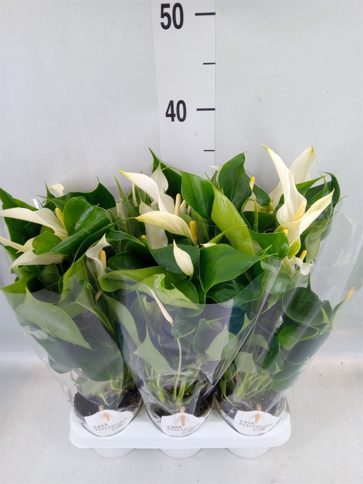 <h4>Anthurium  'Banderola Cava'</h4>