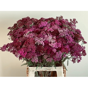ACHIL M MCL PURPLE